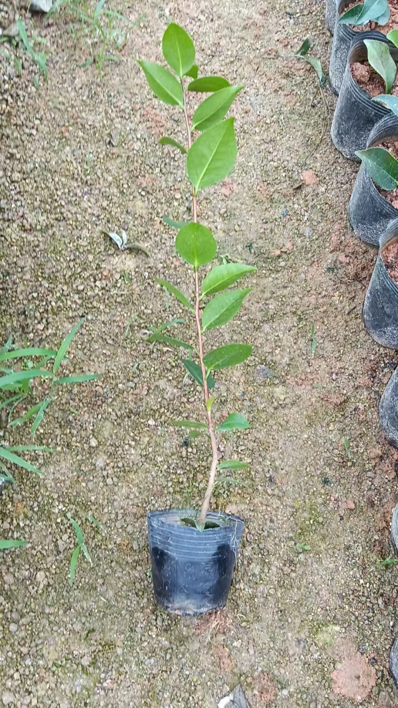 供应赤丹山茶花小苗五色赤丹香妃茶花苗等各品种茶袋苗