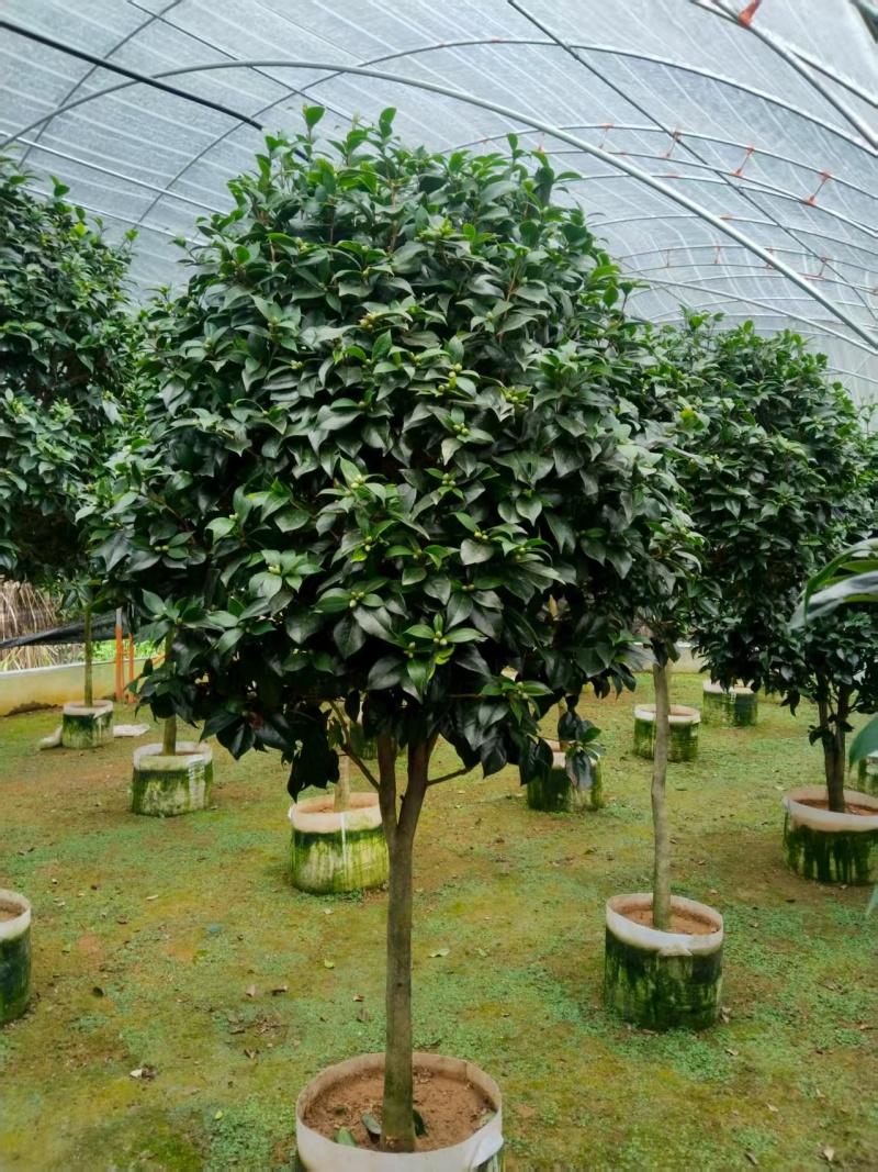 供应赤丹山茶花小苗五色赤丹香妃茶花苗等各品种茶袋苗
