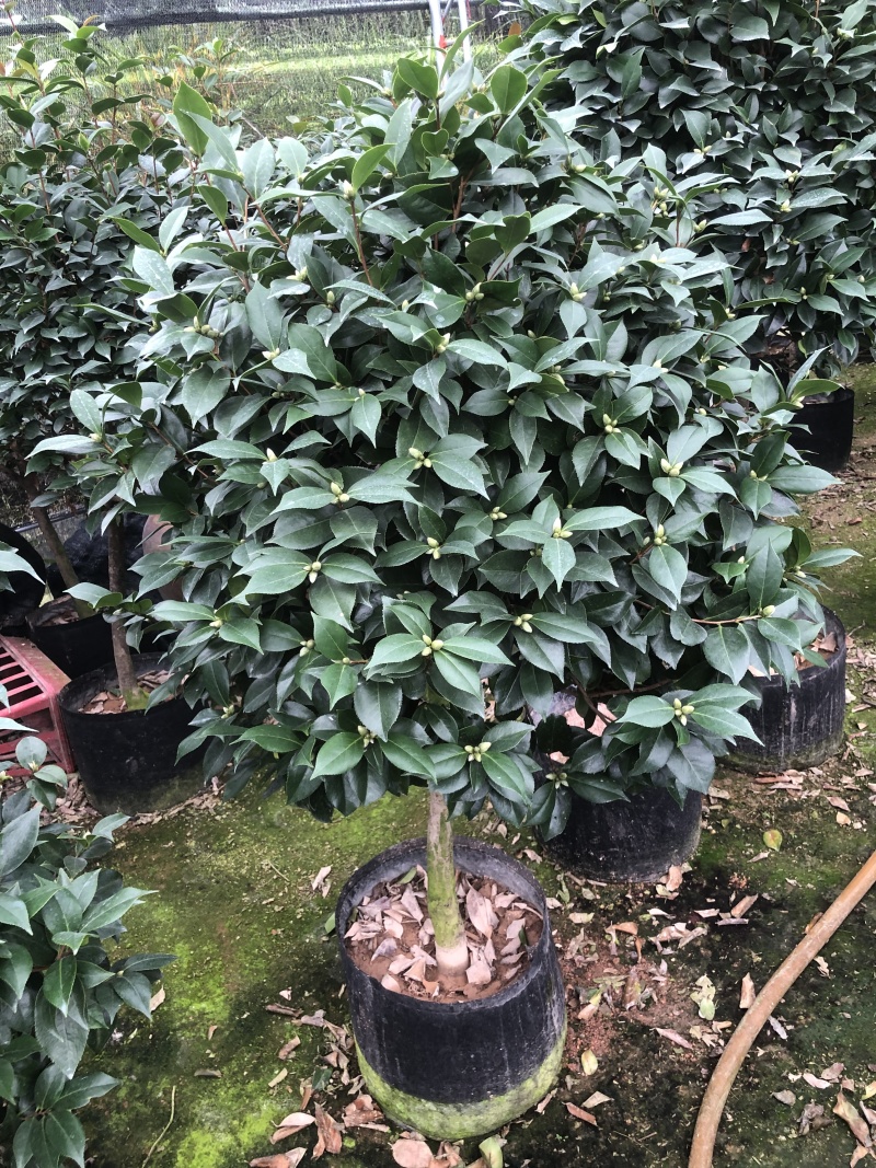 供应赤丹山茶花小苗五色赤丹香妃茶花苗等各品种茶袋苗