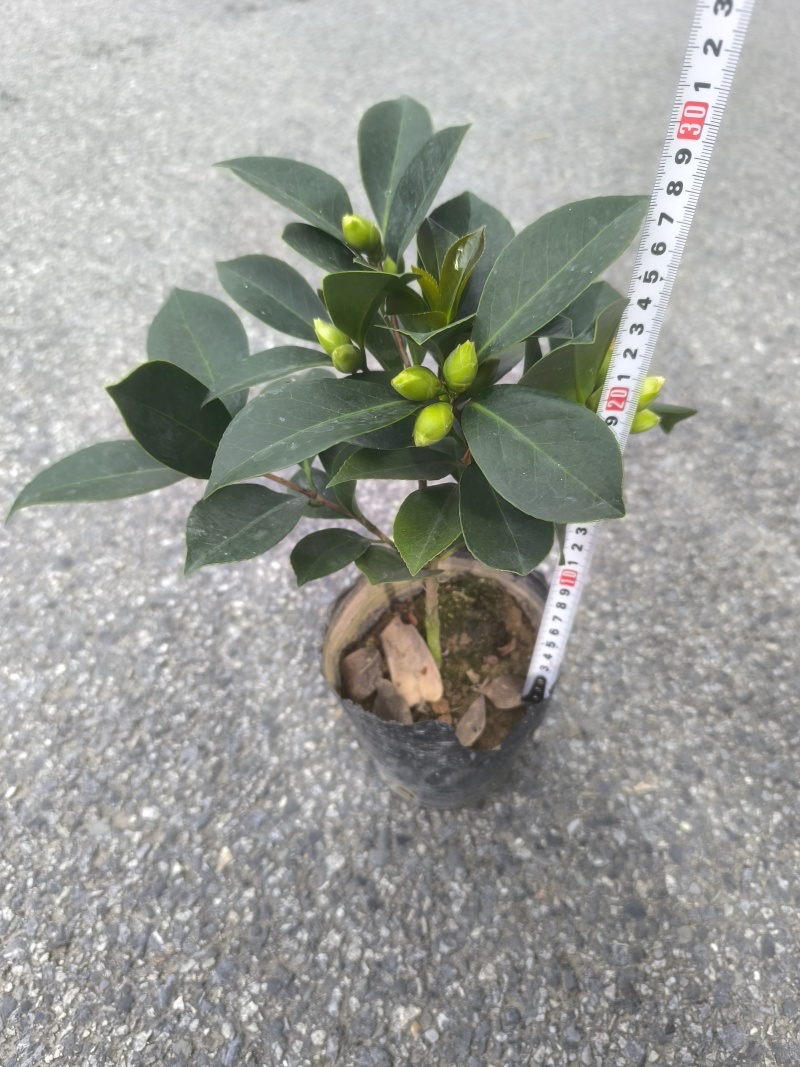 供应赤丹山茶花小苗五色赤丹香妃茶花苗等各品种茶袋苗