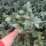 供应赤丹山茶花小苗五色赤丹香妃茶花苗等各品种茶袋苗