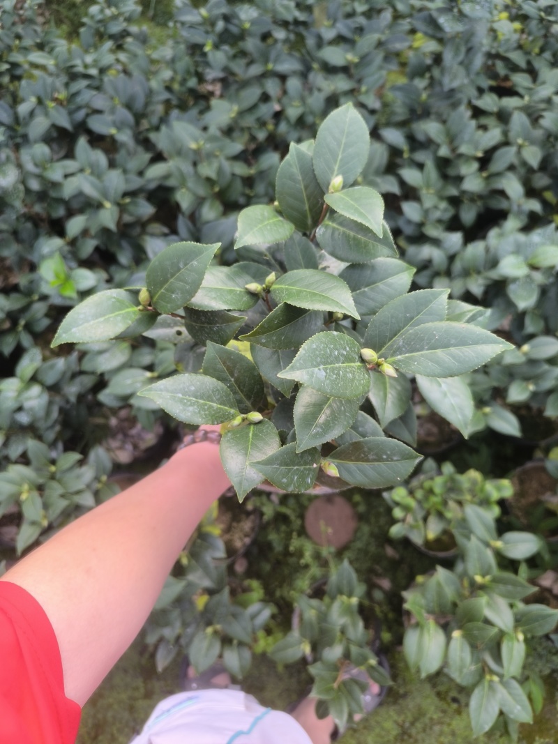 供应赤丹山茶花小苗五色赤丹香妃茶花苗等各品种茶袋苗