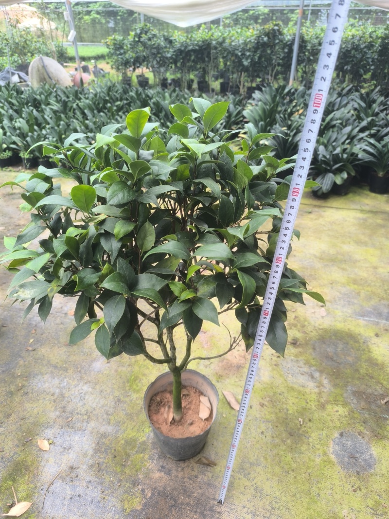 供应赤丹山茶花小苗五色赤丹香妃茶花苗等各品种茶袋苗