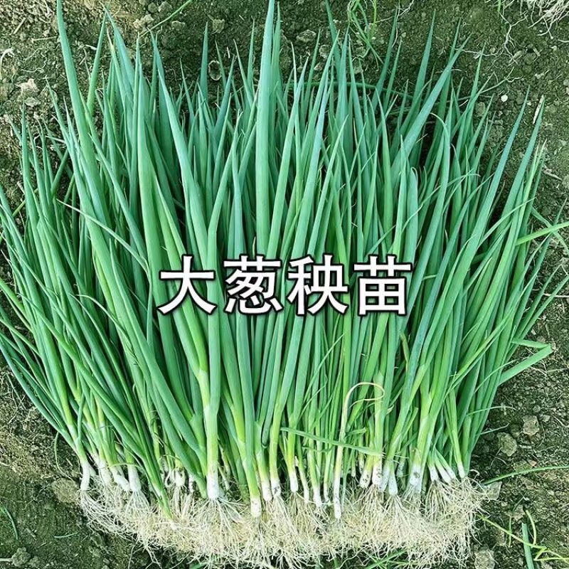 大葱苗秧子新鲜四季葱苗栽葱铁杆葱苗四季种植