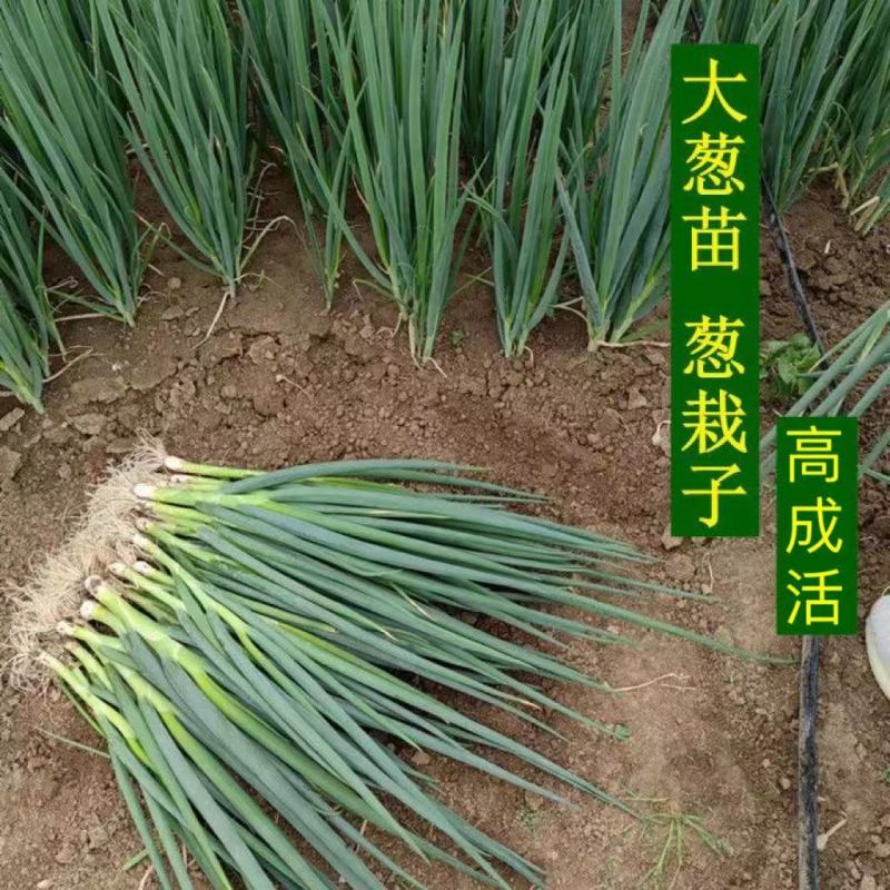 大葱苗秧子新鲜四季葱苗栽葱铁杆葱苗四季种植