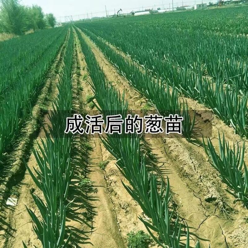 大葱苗秧子新鲜四季葱苗栽葱铁杆葱苗四季种植
