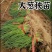 大葱苗秧子新鲜四季葱苗栽葱铁杆葱苗四季种植