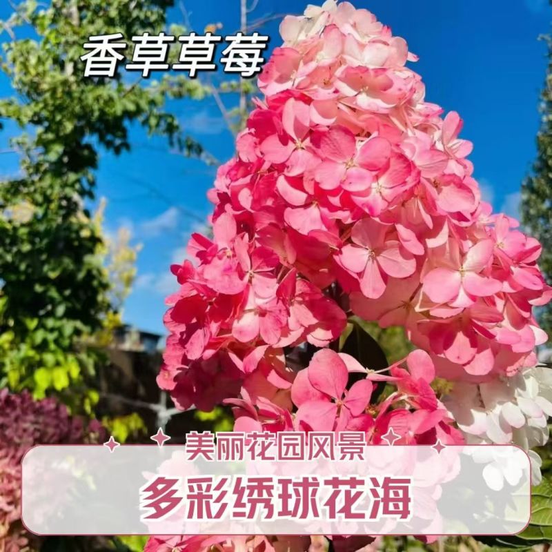 香草草莓绣球种苗扦插苗杯苗工程苗欢迎大家来电咨询