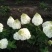 香草草莓绣球种苗扦插苗杯苗工程苗欢迎大家来电咨询