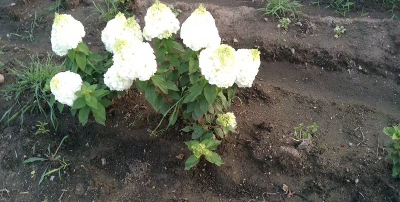 香草草莓绣球种苗扦插苗杯苗工程苗欢迎大家来电咨询