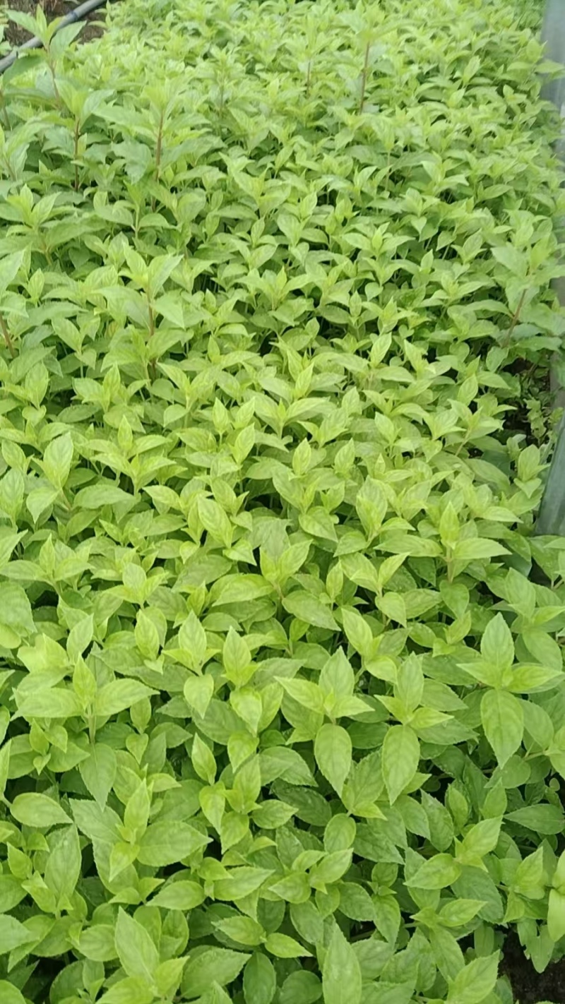 香草草莓绣球种苗扦插苗杯苗工程苗欢迎大家来电咨询