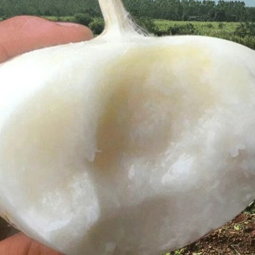 正宗耒阳农户自家种凉薯