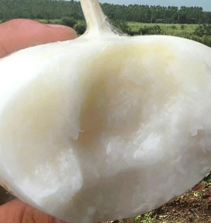 正宗耒阳农户自家种凉薯