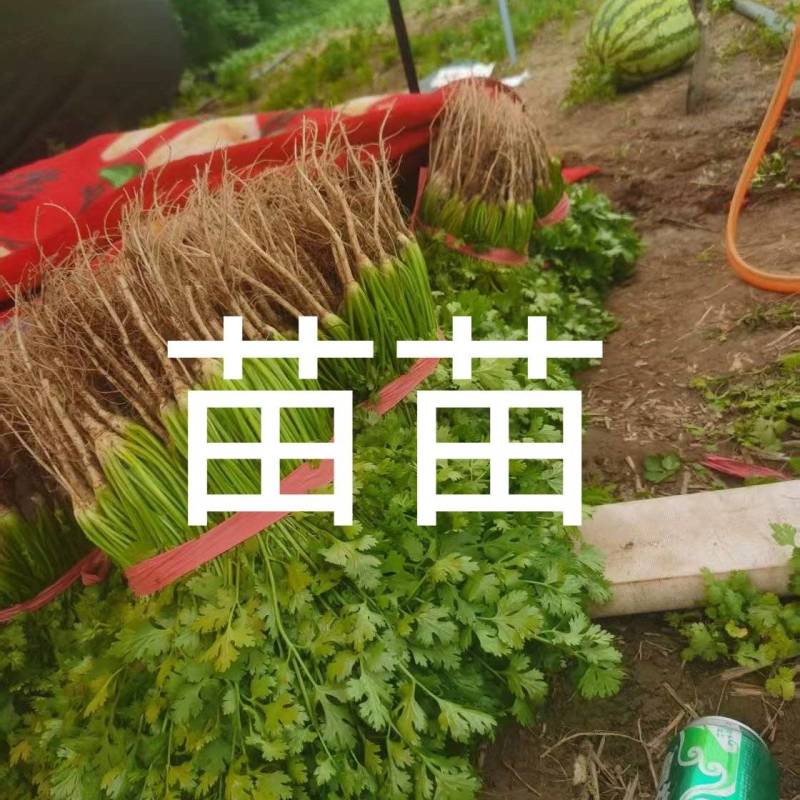 香菜