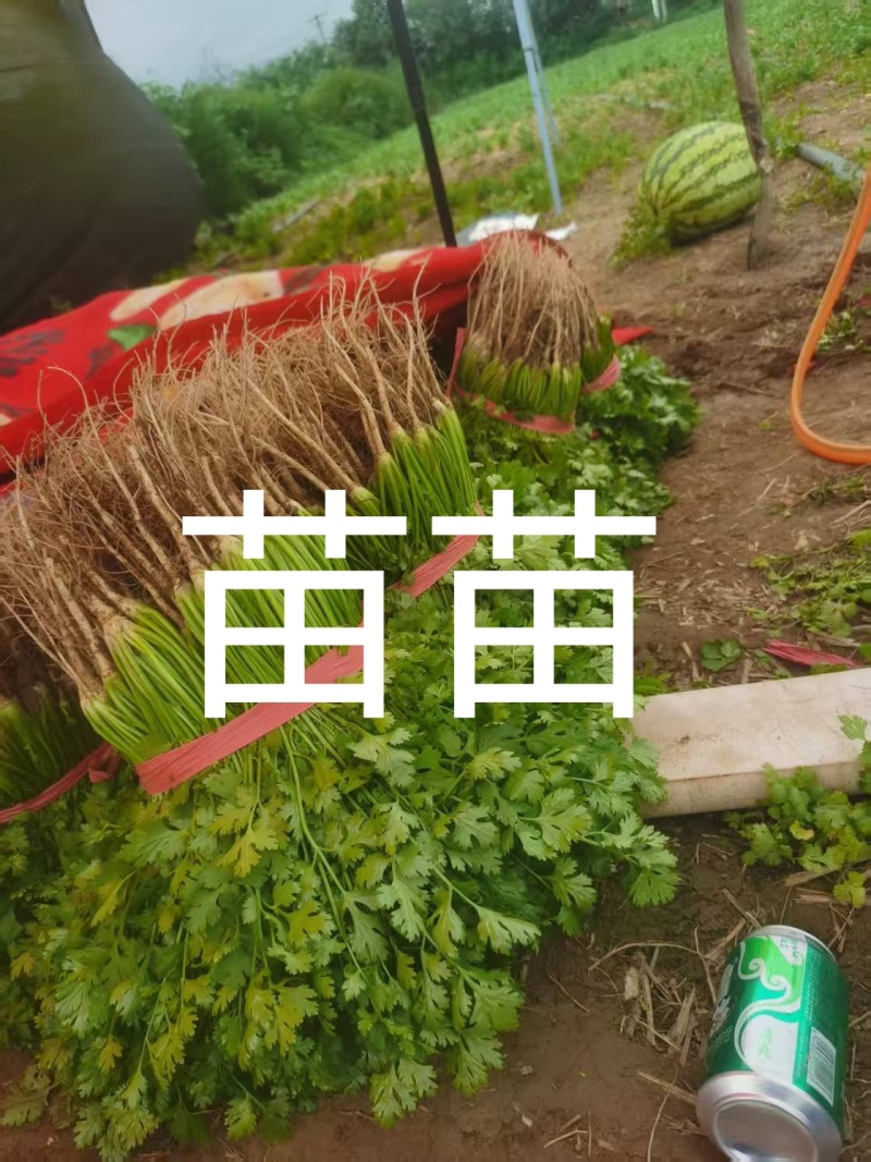 香菜