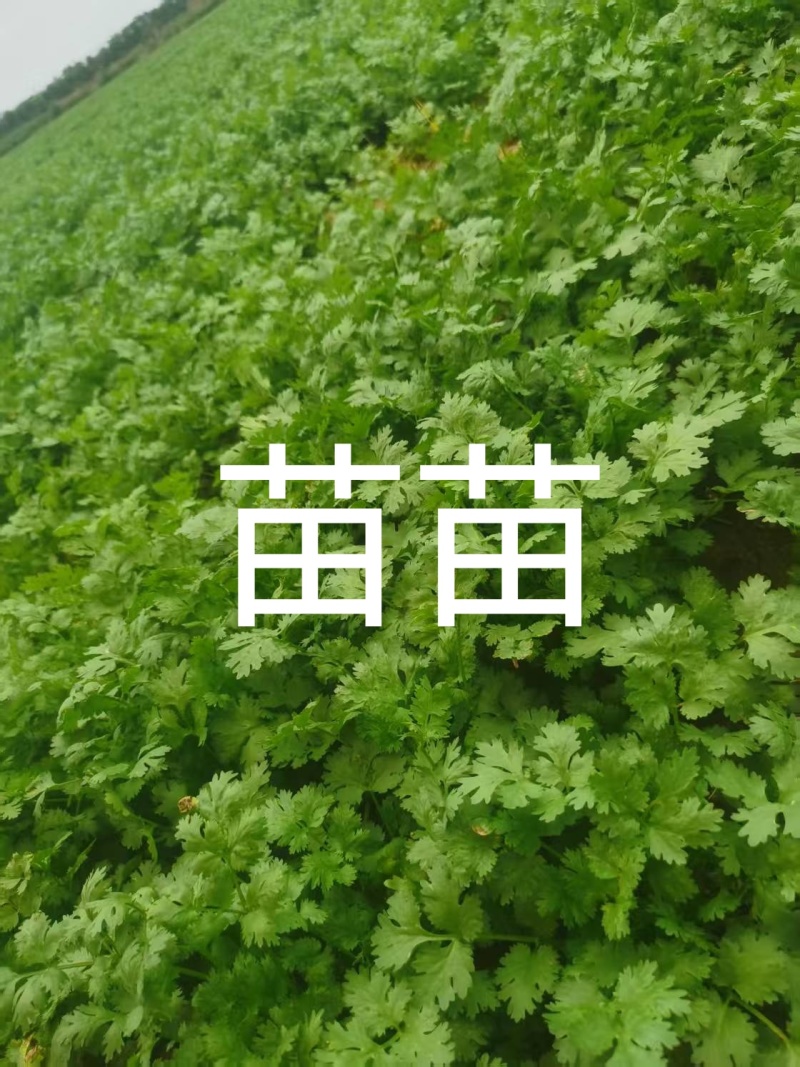 香菜