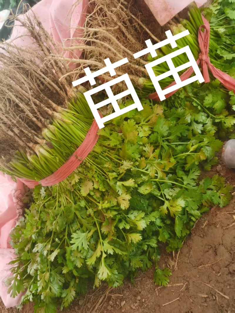香菜