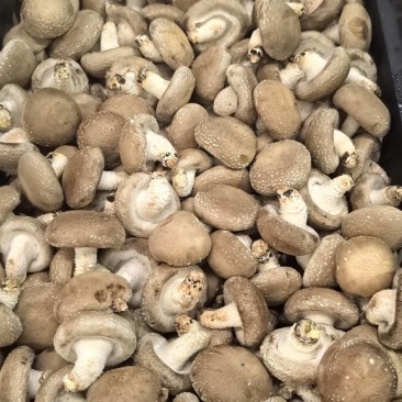 0912，白面香菇