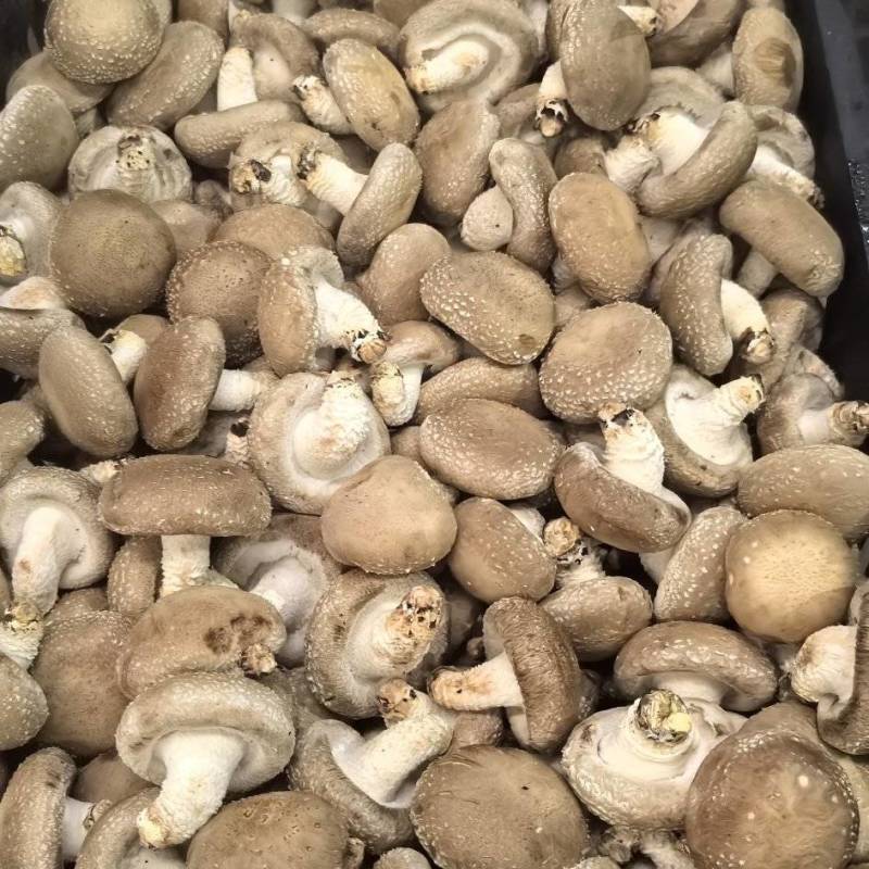 0912，白面香菇