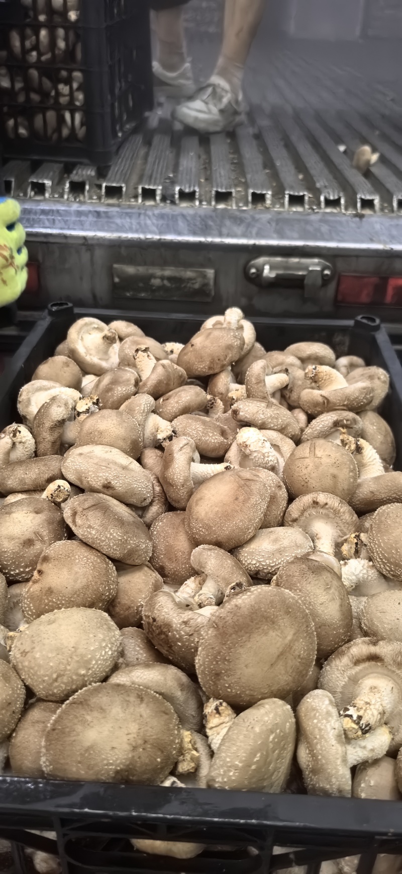 0912，白面香菇