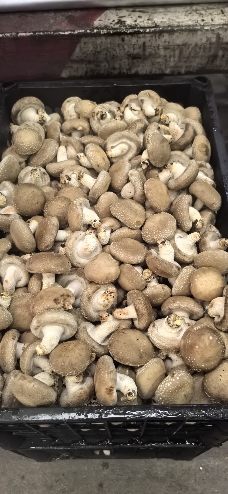0912，白面香菇