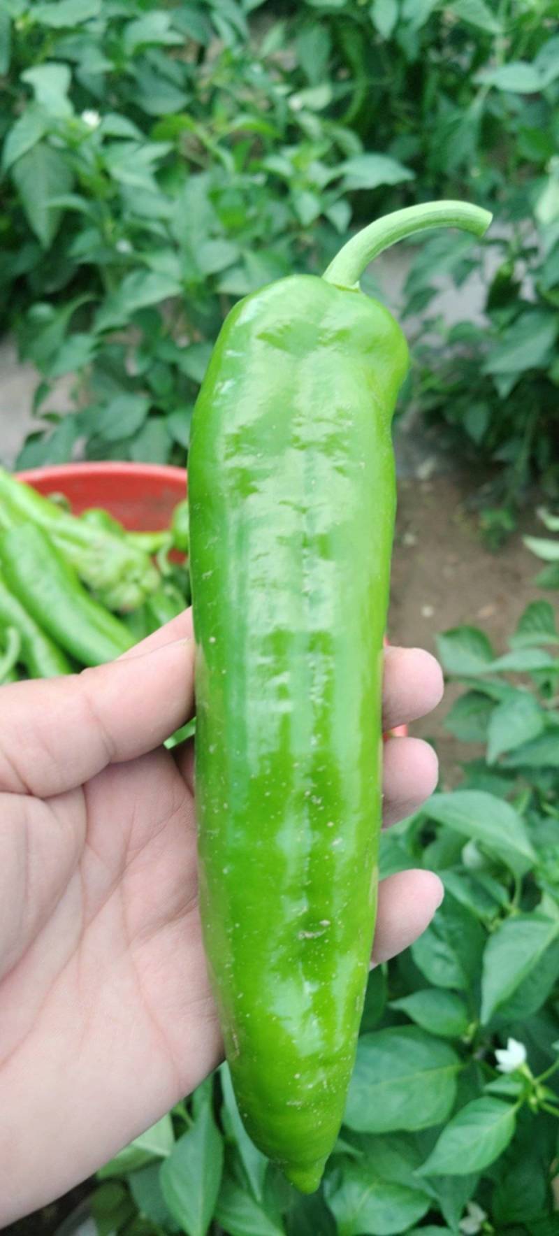 辣椒，定西辣椒大量批发
