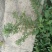 草龙又名：化骨溶、假木瓜、水仙桃、田浮草、香须