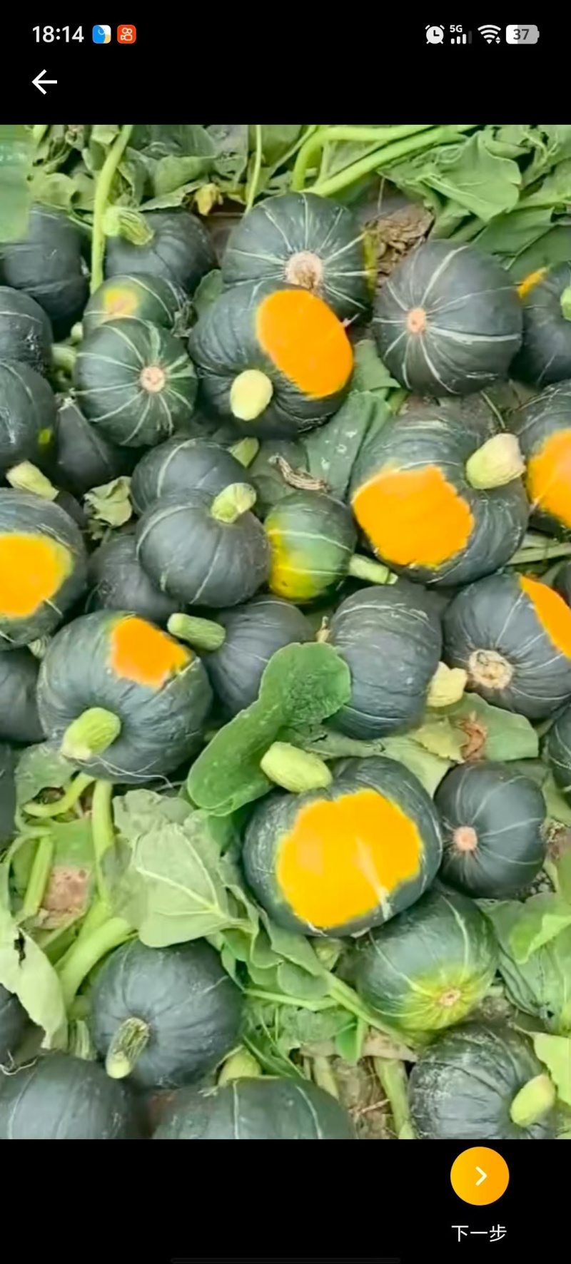 基地供应沙漠贝贝南瓜，电商市场各大供应链，保质量，保售后
