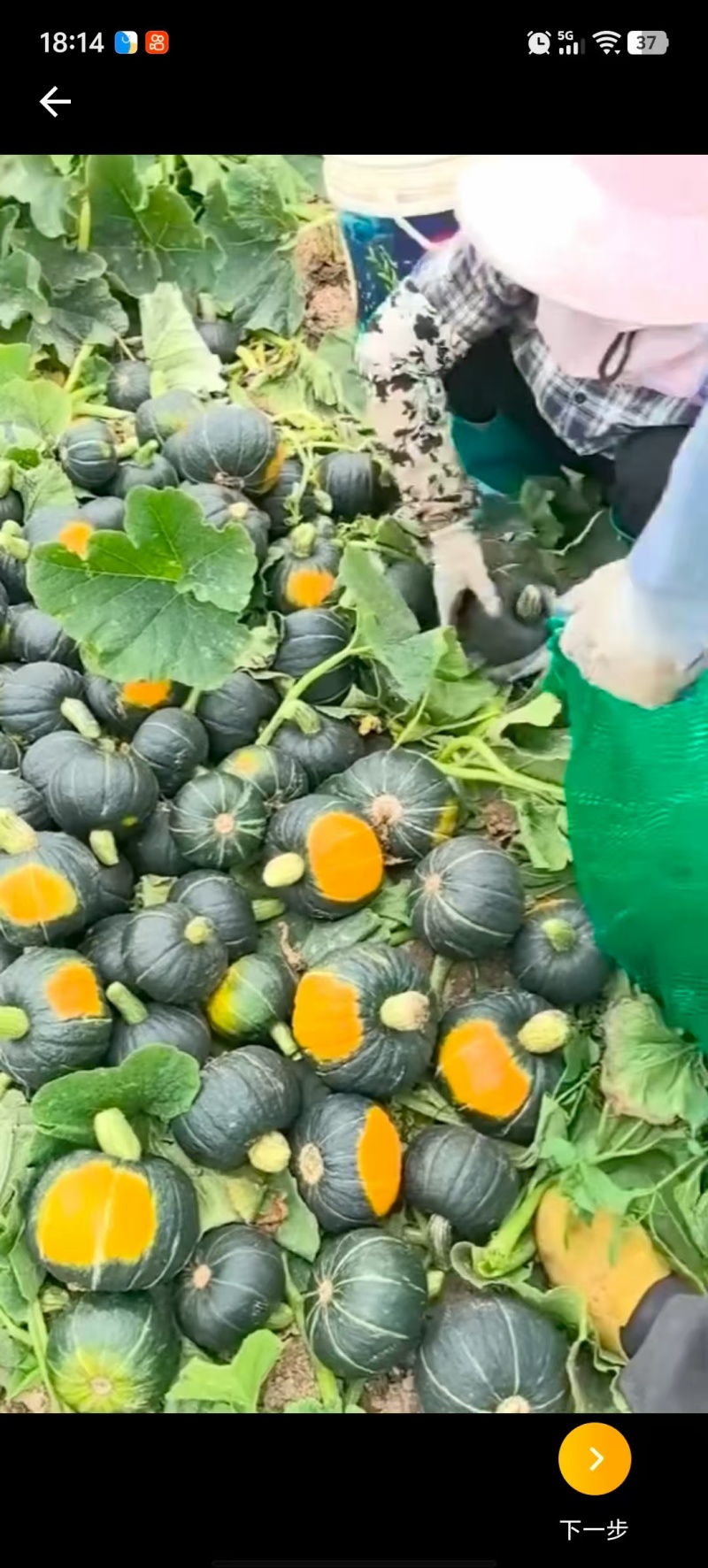 基地供应沙漠贝贝南瓜，电商市场各大供应链，保质量，保售后