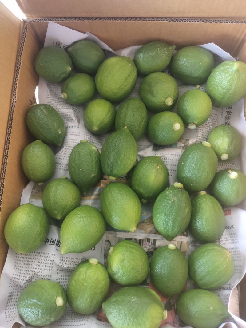 广东香水柠檬