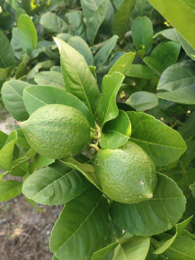 广东香水柠檬