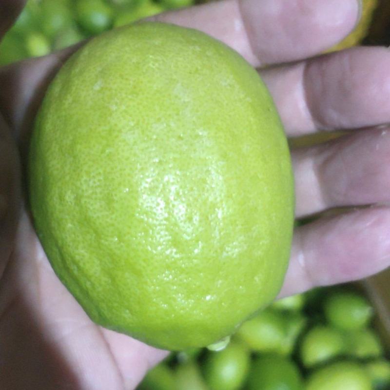 广东香水柠檬