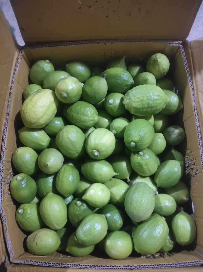 广东香水柠檬