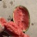 精品圆宝吊瓜无籽小糖丸西瓜大量现货产地代发