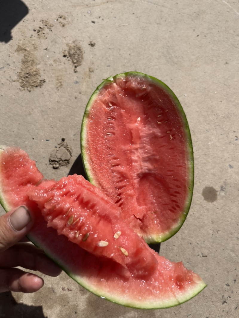 精品圆宝吊瓜无籽小糖丸西瓜大量现货产地代发