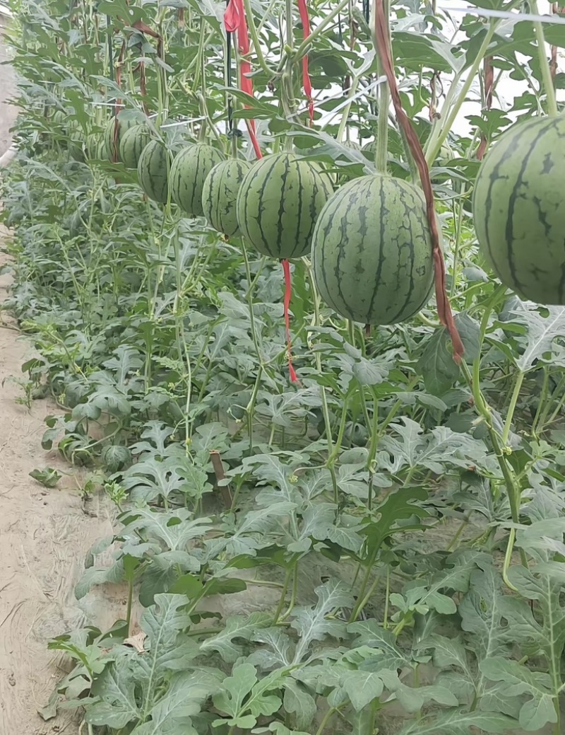 精品圆宝吊瓜无籽小糖丸西瓜大量现货产地代发