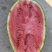 精品圆宝吊瓜无籽小糖丸西瓜大量现货产地代发
