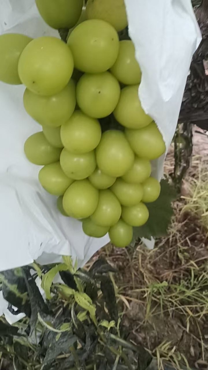 阳光玫瑰葡萄