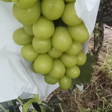 阳光玫瑰葡萄