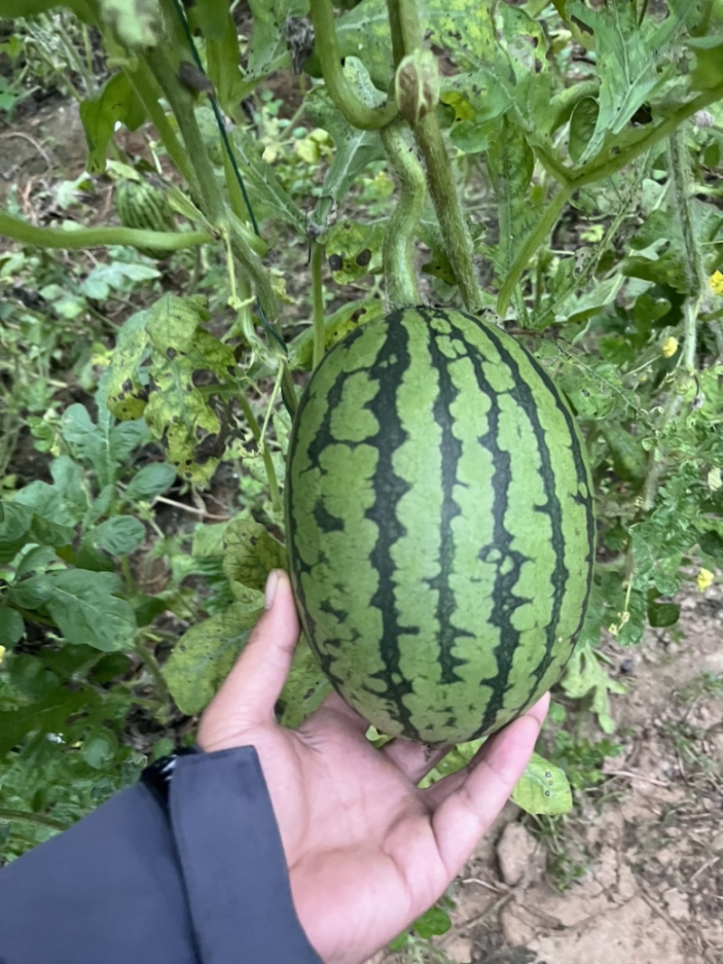 头茬L600吊瓜翠玲吊瓜小糖丸西瓜产地直供