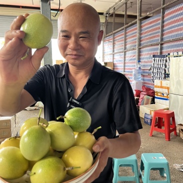 钦蜜九号黄金百香果一件代发，市场批发，礼品定制供货