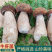 【空运速达】云南高山现采新鲜美味牛肝菌一级货冷链直发