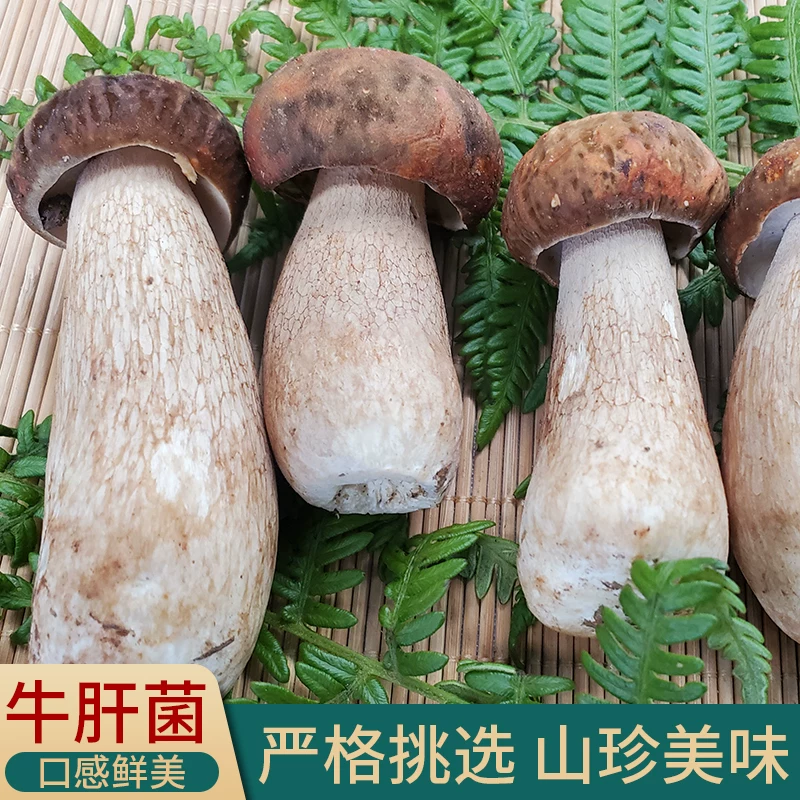 【空运速达】云南高山现采新鲜美味牛肝菌一级货冷链直发