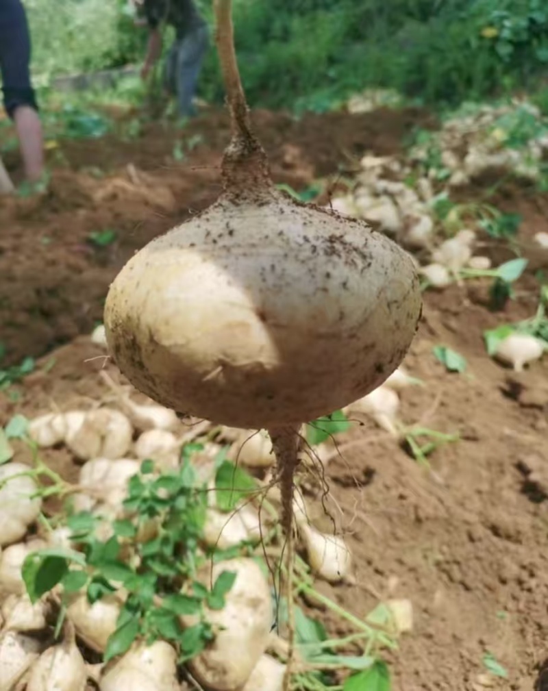 豆薯