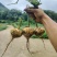 豆薯