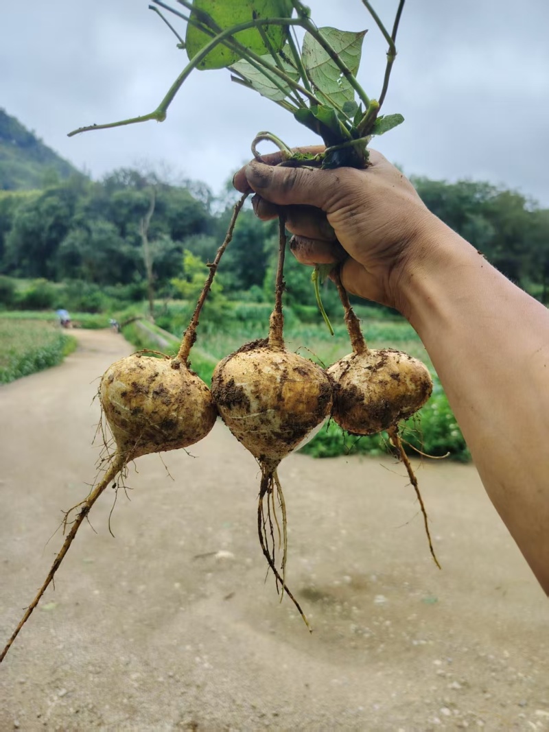 豆薯