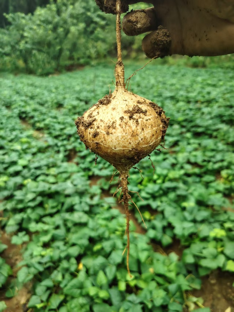 豆薯