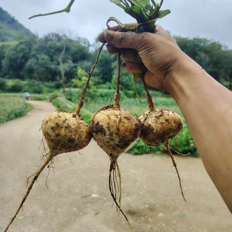 豆薯