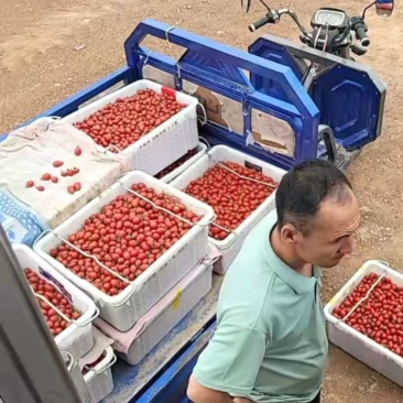 宁夏珍珠番茄🍅