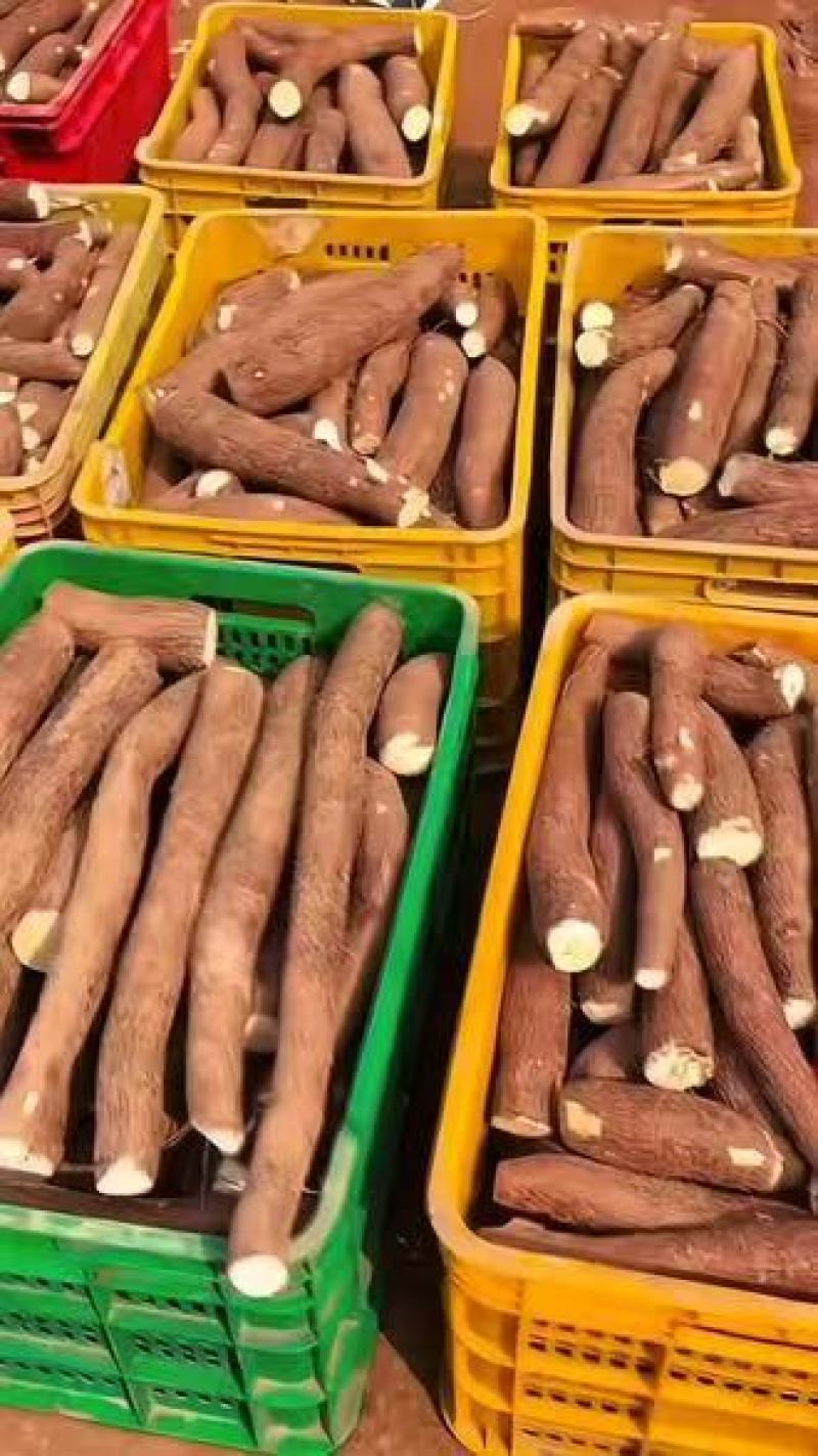 黄肉木薯，农家自种
